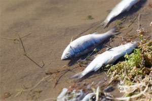 Water Pollution Impact on the Environment: Dead Fish in River